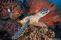 Hawksbill sea turtle emerges from coral