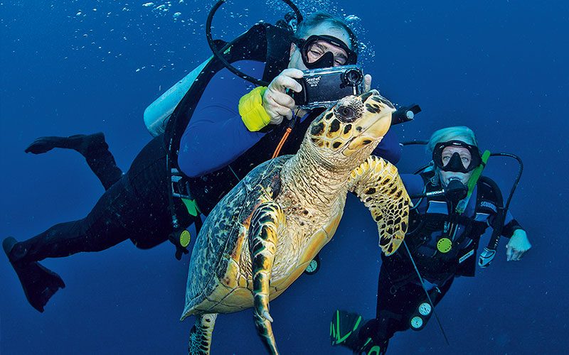 Landau and woman shoot a picture of a sea turtle