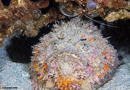 A lumpy stonefish is sleeping. Its coloring is gray, pink and orange. 