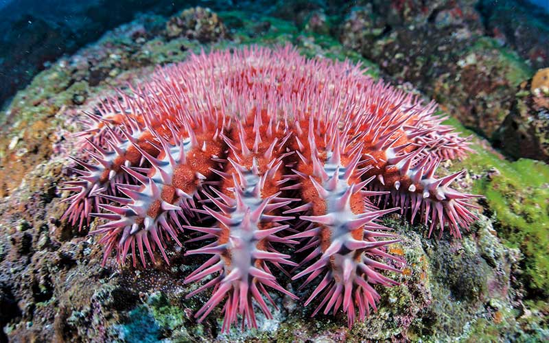 a pink crown-of-thrones starfish