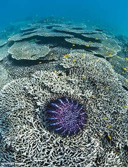 Purple COT starfish sits in corals