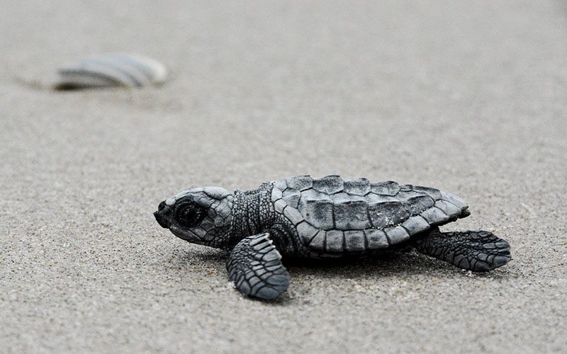 A baby Kemp's ridley sea turtle is crawling on the sand trying to reach the ocean