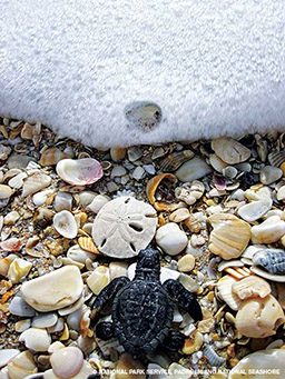 Baby sea turtle crawls toward ocean wave