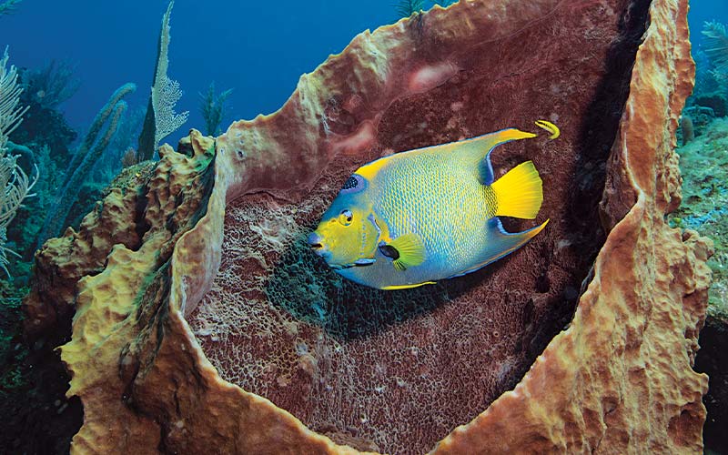 Blue-and-yellow angelfish swims near coral