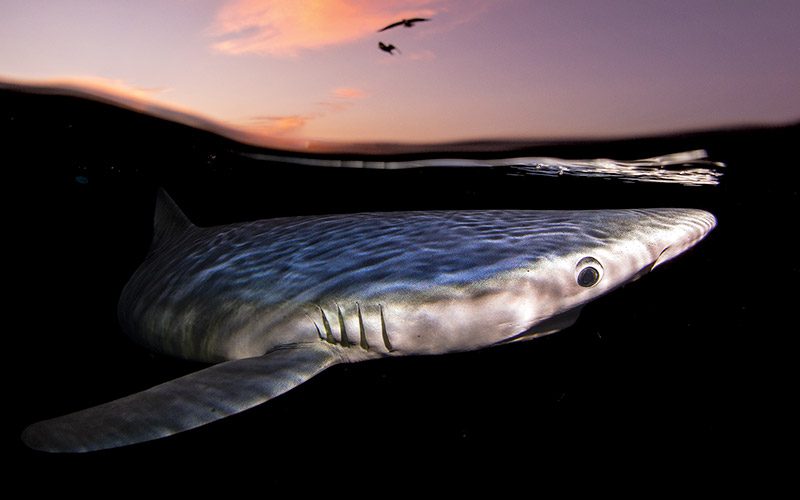 Blue shark at sunset