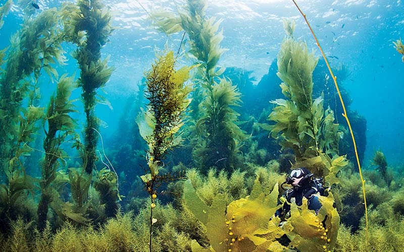 Diver in kelp forest