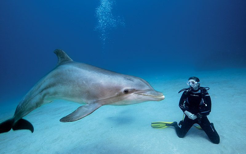 Diver kneels on floor near dolphin