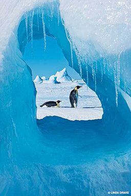 Emperor penguins take a little walk on an ice cap