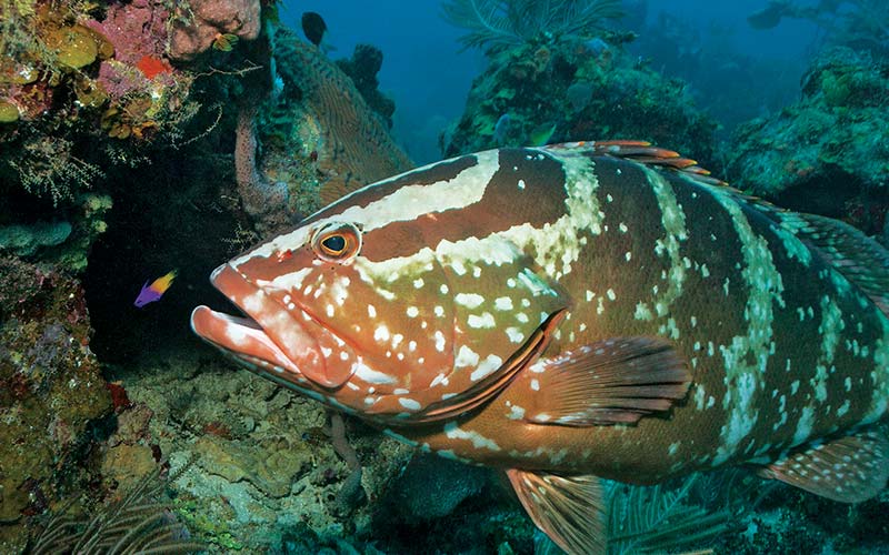 A brown striped and spotted grouper