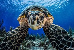 Hawksbill sea turtle swims toward the camera