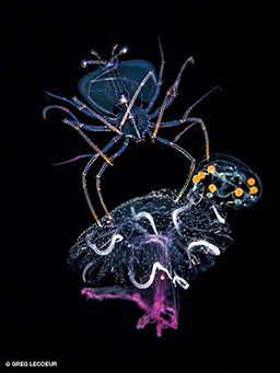 Lobster Phyllosoma on Jellyfish
