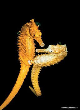 A pair of orange seahorses is partaking in a mating rituatl 
