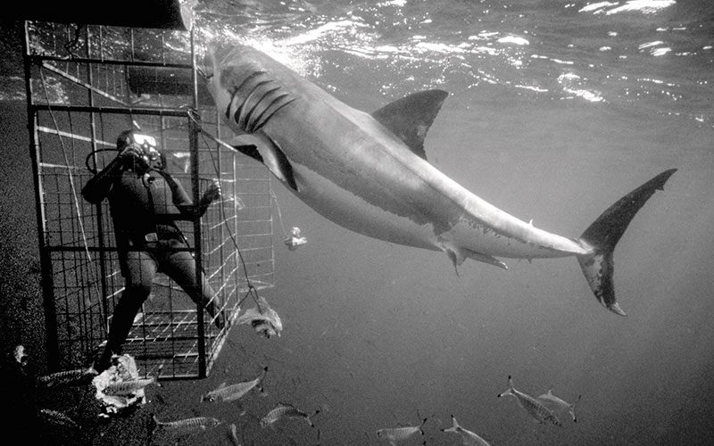 Old-black-and-white photo of diver in a cage with a shark