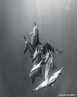 Pod of spinner dolphins going up to the surface