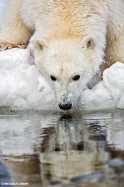 Polar bear takes a drink of water