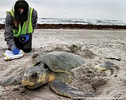 Scientist documents nesting sea turtle