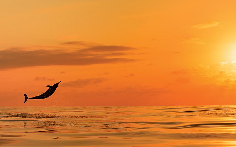 Spinner dolphin jumps out of water at sunset