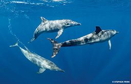 Three dolphins frolic