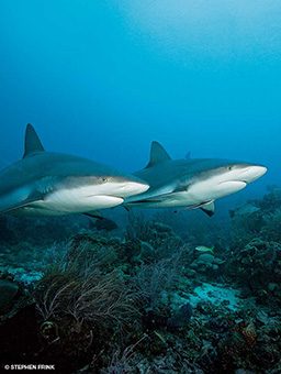 Two giant reef sharks