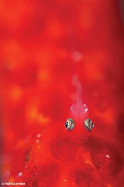 Very red young goby