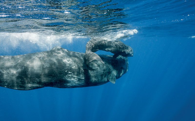 Mother sperm whale retrieves calf