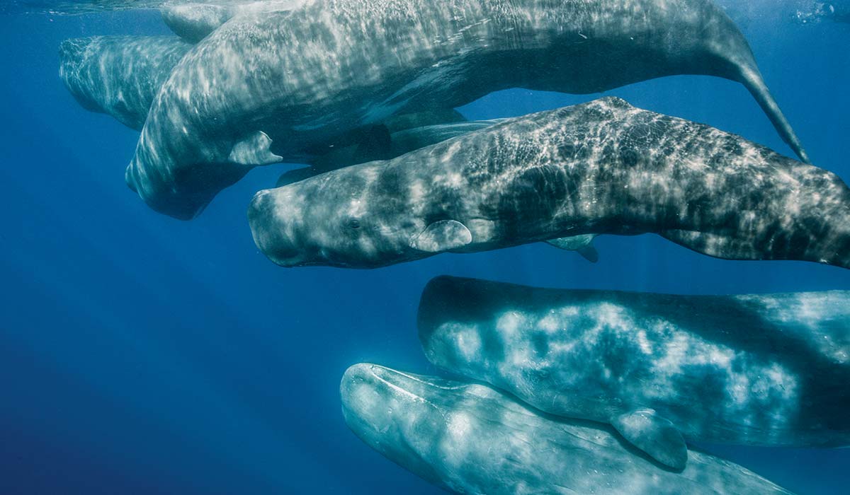 A pod of sperm whales gather underwater. They look like they're cuddling