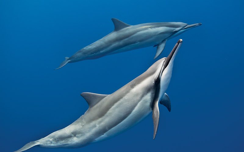 Two spinner dolphins frolic through the ocean
