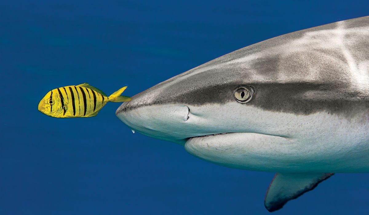 Yellow striped fish being followed by shark