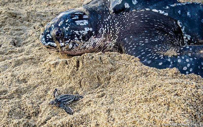 Vice Kunde engagement Trinidad's Leatherbacks - Divers Alert Network
