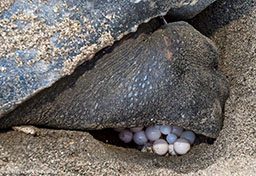 A turtle flipper covers a nest of tiny turtle eggs of various sizes