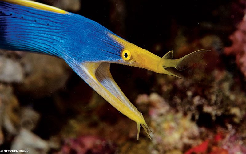 A blue ribbon eel, with a yellow mouth, swims with its mouth open