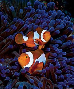 Two clownfish swim out of a purple sea anemone