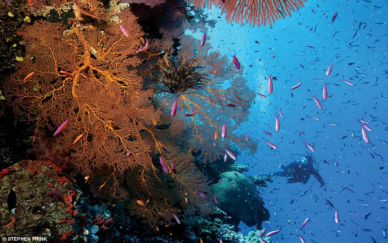 This Fiji reef is bursting with colorful corals and pink fish. A diver swims in the background.