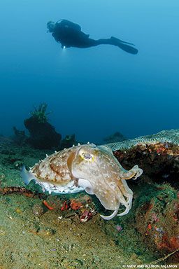 A lumpy, brown cuttlefish swims at the ocean bottom and a diver is in the background
