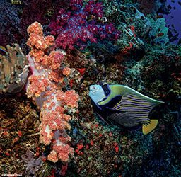 A blue-green emperor angelfish swims around colorful, lumpy corals.