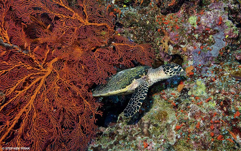 Hawksbill turtle pokes head out of orange coral