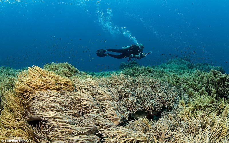 Beige corals sway in the ocean current — they look like wheat stalks