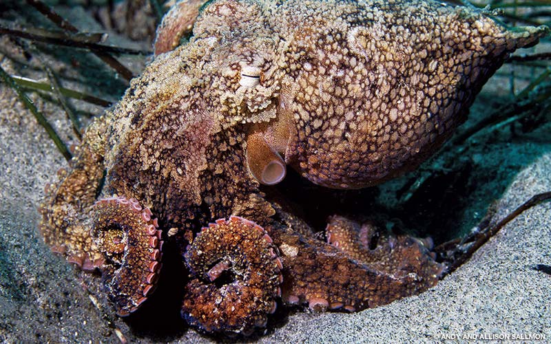 Lumpy brown octopus