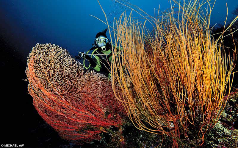 Red and orange sea fans sway in the ocean current