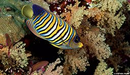 This regal angelfish is yellow and blue with stripes.