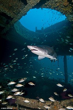 Sand tiger swims inside a shipwreck