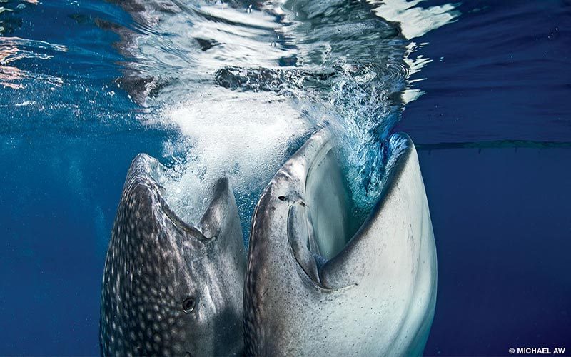 Two whale sharks come up to the surface to feed. Their mouths are open and they look pleased