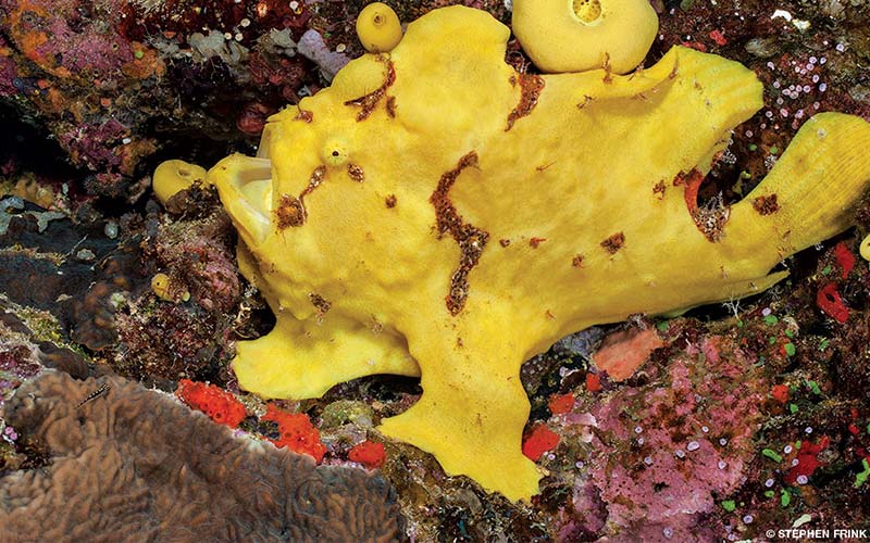 A yellow painted frogfish is swimming above corals. Its mouth is wide open