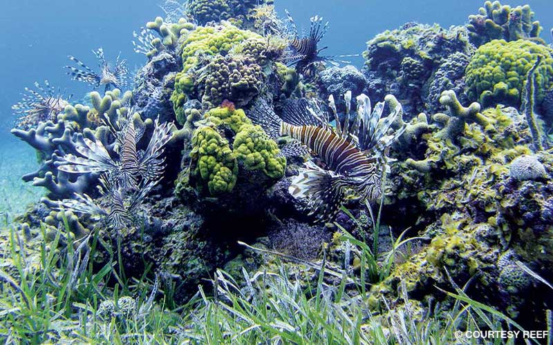 A group of lionfish swims next to corals