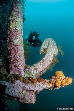 Diver approaches a coral-encrusted anchor