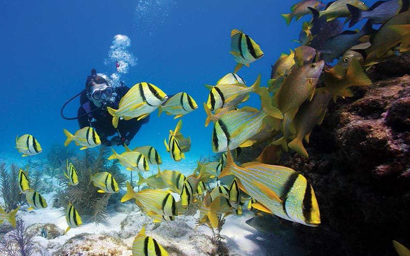 Female diver swims with porkfish