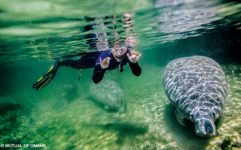 Female swimmer poses with a manatee underwater