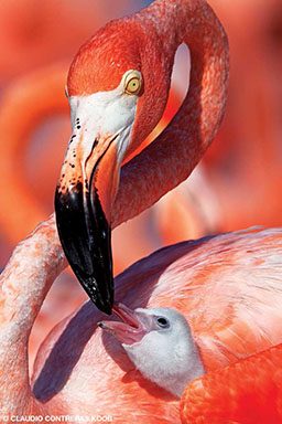 Flamingo feeds baby chick
