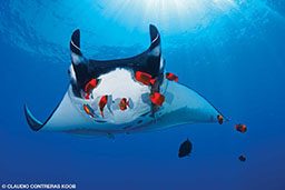 Giant manta getting cleaned by red fish