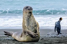 Juvenile elephant seal and king penguin pose together